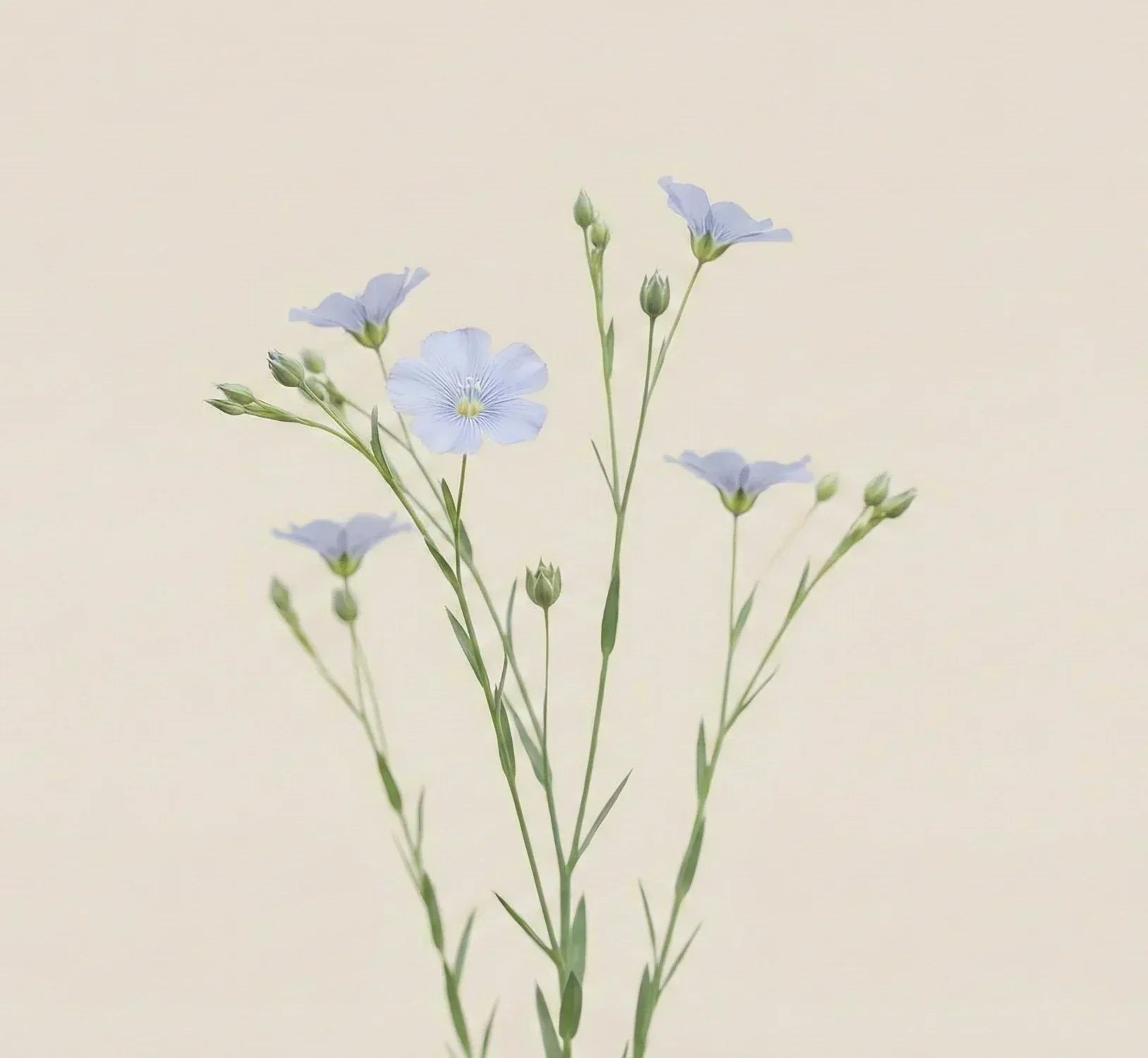 Is Flax Better Than Cotton? - Ferguson's Irish Linen